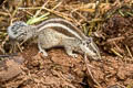 Northern Palm Squirrel Funambulus pennantii (Five-striped Palm Squirrel)