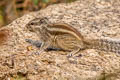 Northern Palm Squirrel Funambulus pennantii (Five-striped Palm Squirrel)