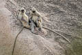 Northern Plains Grey Langur Semnopithecus entellus (Sacred Langer)