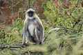 Northern Plains Grey Langur Semnopithecus entellus (Sacred Langer)