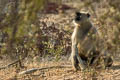 Northern Plains Grey Langur Semnopithecus entellus (Sacred Langer)