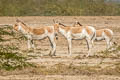 Onager Equus hemionus (Asiatic Wild Ass)