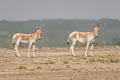 Onager Equus hemionus (Asiatic Wild Ass)