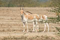 Onager Equus hemionus (Asiatic Wild Ass)