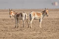 Onager Equus hemionus (Asiatic Wild Ass)