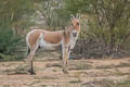 Onager Equus hemionus (Asiatic Wild Ass)