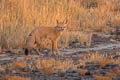 Bengal Fox Vulpes bengalensis (Indian Fox)