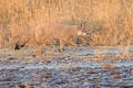 Bengal Fox Vulpes bengalensis (Indian Fox)