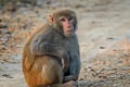 Rhesus Macaque Macaca mulatta (Rhesus Monkey)