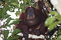 Bornean Orangutan Pongo pygmaeus