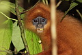 Maroon Langur Presbytis rubicunda (Red Leaf Monkey)