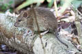 Polynesian Rat Rattus exulans (Pacific Rat)