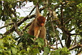 Proboscis Monkey Nasalis larvatus (Long-nosed Monkey)