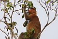 Proboscis Monkey Nasalis larvatus (Long-nosed Monkey)