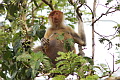 Proboscis Monkey Nasalis larvatus (Long-nosed Monkey)