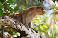 Proboscis Monkey Nasalis larvatus (Long-nosed Monkey)