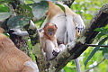 Proboscis Monkey Nasalis larvatus (Long-nosed Monkey)