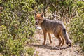 Andean Fox Lycalopex culpaeus (Culpeo)