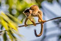 Black-capped Squirrel Monkey Saimiri boliviensis 