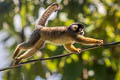 Black-capped Squirrel Monkey Saimiri boliviensis 
