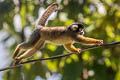 Black-capped Squirrel Monkey Saimiri boliviensis