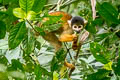 Black-capped Squirrel Monkey Saimiri boliviensis 