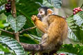 Black-capped Squirrel Monkey Saimiri boliviensis