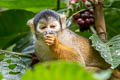 Black-capped Squirrel Monkey Saimiri boliviensis 