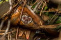 Black-headed Night Monkey Aotus nigriceps
