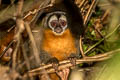 Black-headed Night Monkey Aotus nigriceps