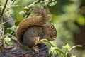 Bolivian Squirrel Sciurus ignitus 