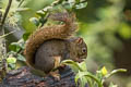 Bolivian Squirrel Sciurus ignitus