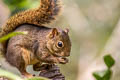 Bolivian Squirrel Sciurus ignitus