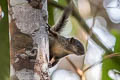 Bolivian Squirrel Sciurus ignitus