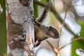 Bolivian Squirrel Sciurus ignitus 