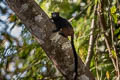 Brown-mantled Tamarin Leontocebus fuscicollis