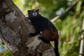 Brown-mantled Tamarin Leontocebus fuscicollis