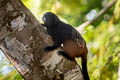 Brown-mantled Tamarin Leontocebus fuscicollis