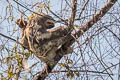 Brown-throated Tree-toed Sloth Bradypus variegatus