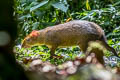 Brown Agouti Dasyprocta variegata 