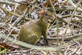 Brown Agouti Dasyprocta variegata