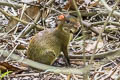 Brown Agouti Dasyprocta variegata 