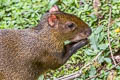 Brown Agouti Dasyprocta variegata 