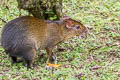 Brown Agouti Dasyprocta variegata 