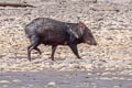 Collared Peccary Pecari tajacu