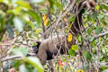 Geoffroy's Woolly Monkey Lagothrix lagothricha cana