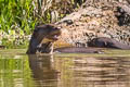 Giant Otter Pteronura brasiliensis