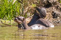 Giant Otter Pteronura brasiliensis