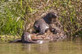 Giant Otter Pteronura brasiliensis