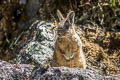 Mountain Viscacha Lagidium viscacia